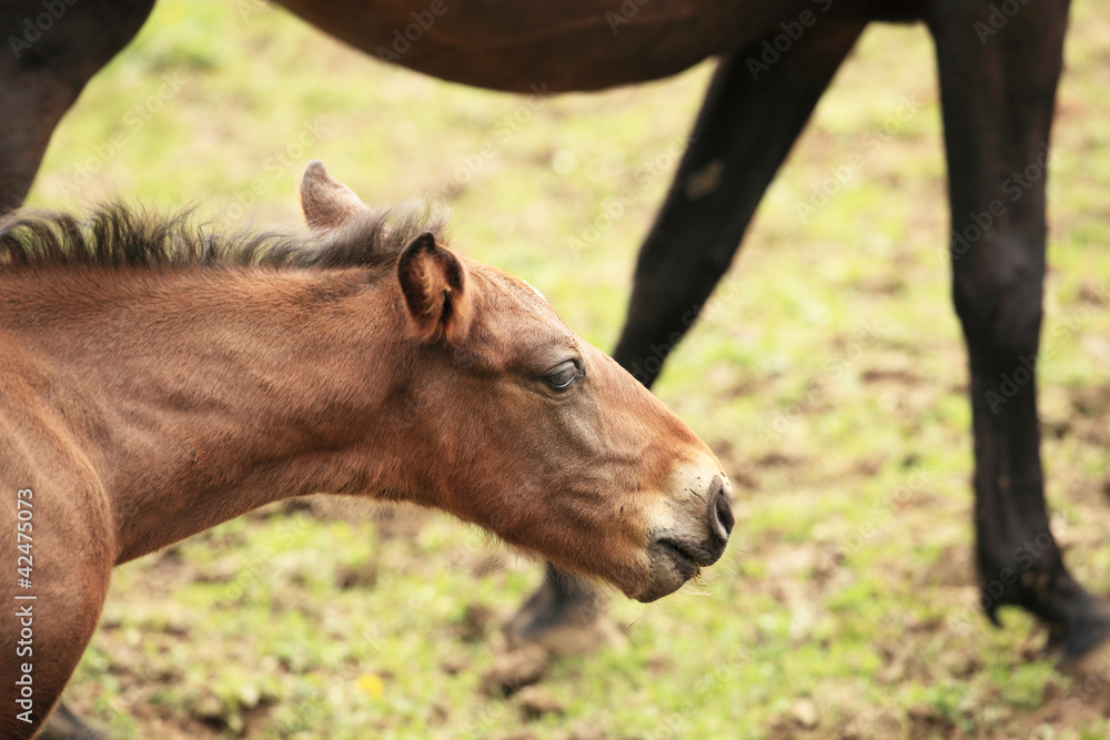 young foal has his first steps in the meadow young foal has his first steps in the meadow