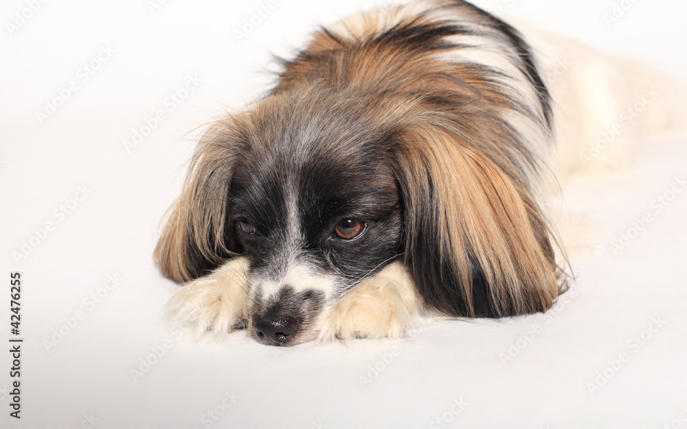 papillon dog Close-up portrait on a white background papillon dog Close-up portrait on a white background