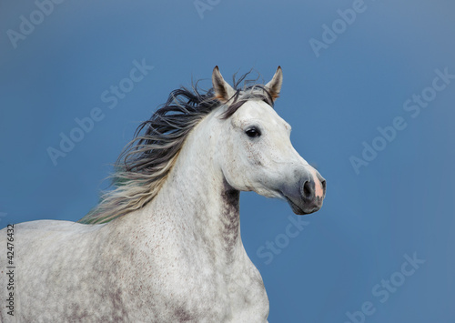 arabian horse © Mari_art