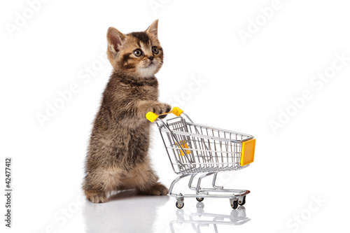 british cat with shopping cart isolated on white. kitten osolate photo