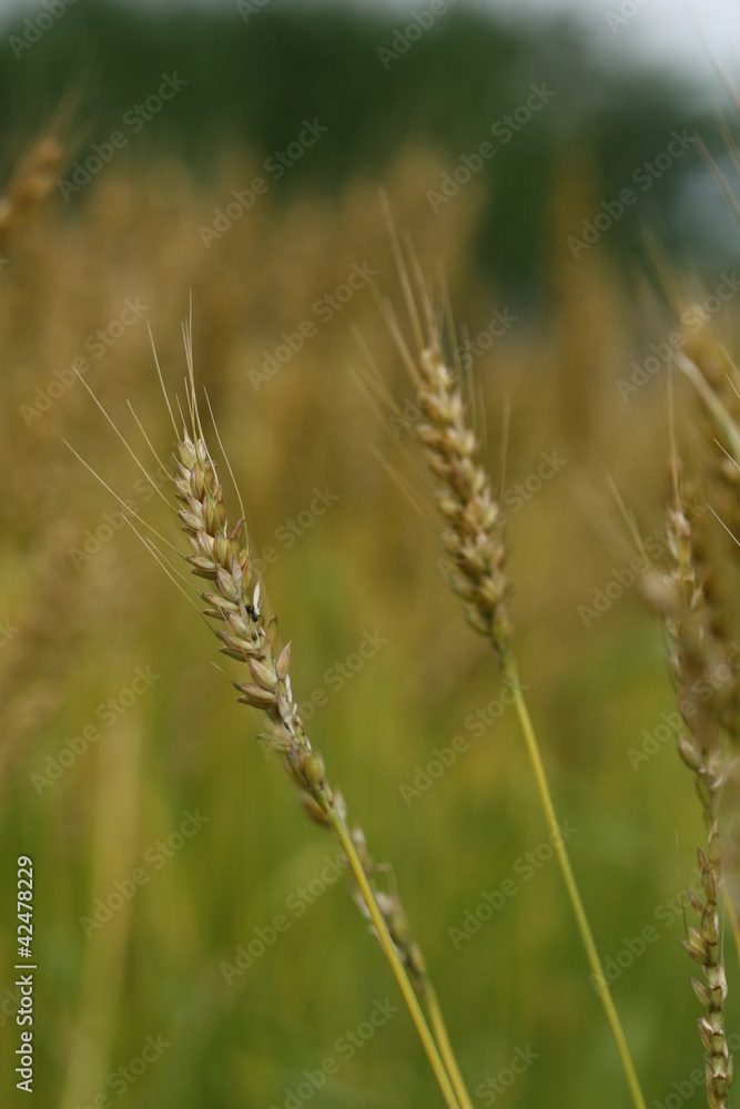 wheat in a field