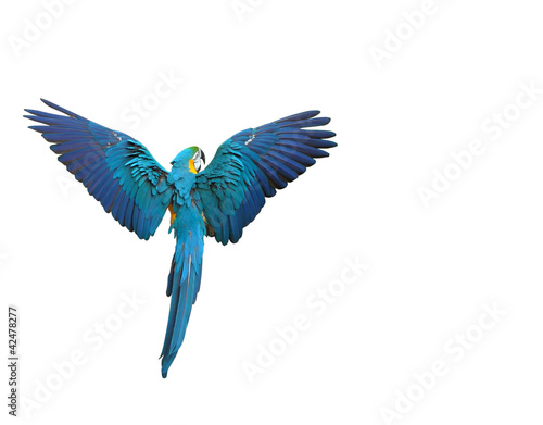 Flying colorful parrot isolated on white