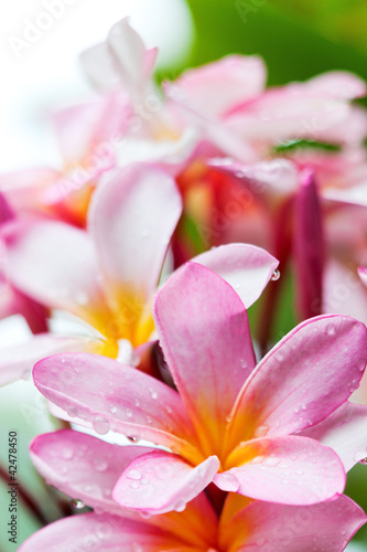 Frangipani flowers