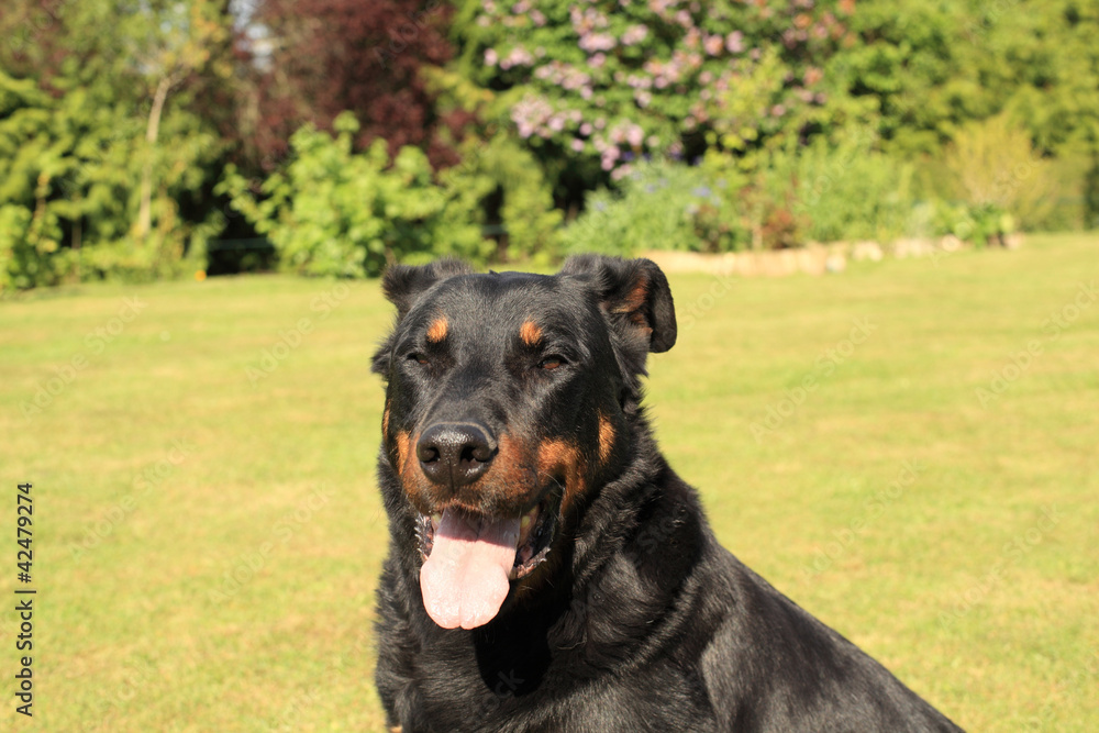 portrait of a purebred french sheepdog beauceron