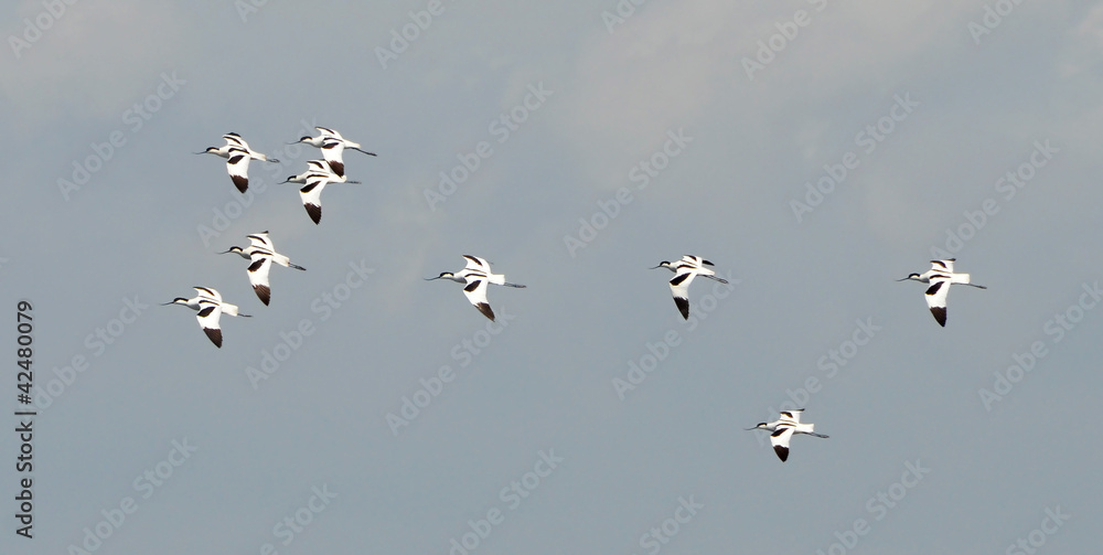 avocets family in flight in the sky