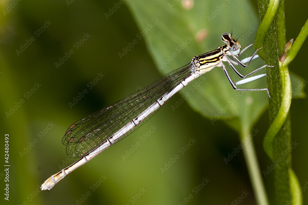 damselfly resting on leaf
