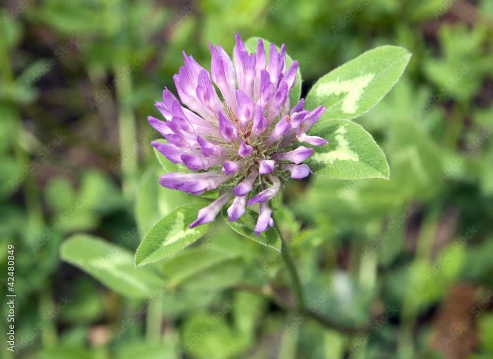 Red clover on the background of green grass (Trifolium pratense) Red clover on the background of green grass (Trifolium pratense)