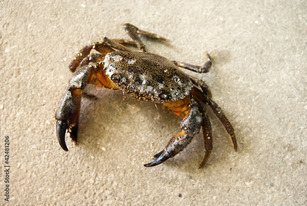 Sitting on the sand crab