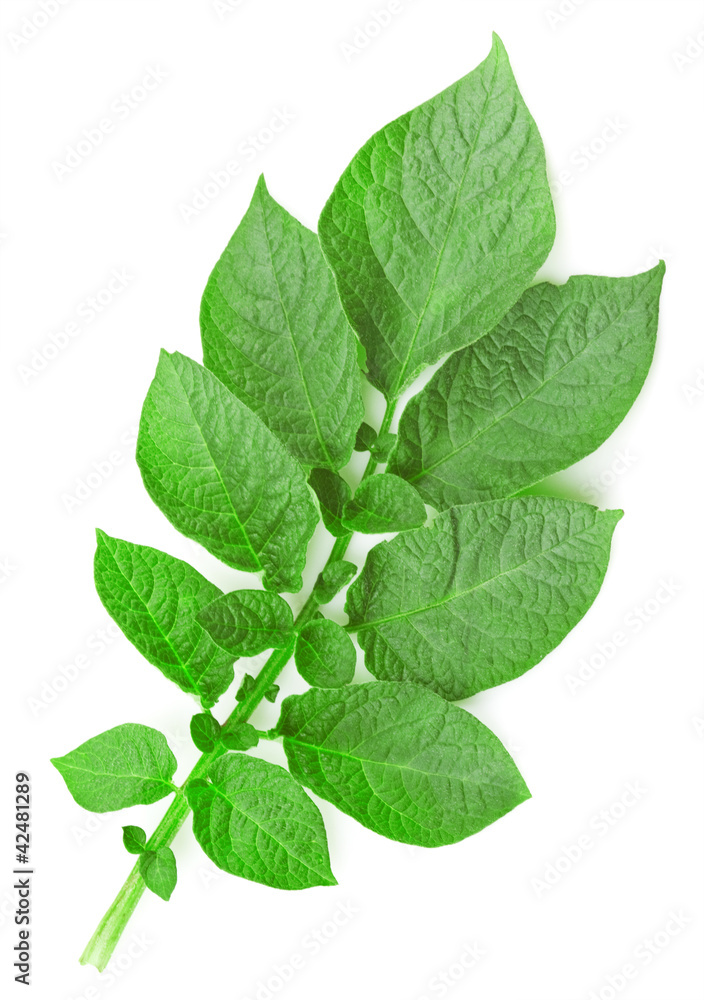 Potato leaf Potato leaf