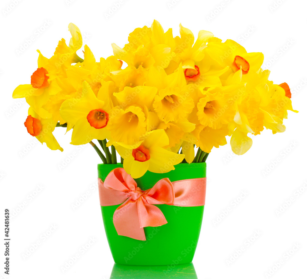 beautiful yellow daffodils in flowerpot isolated on white