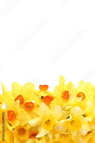 Fototapeta Naklejka Na Ścianę i Meble -  beautiful yellow daffodils isolated on white