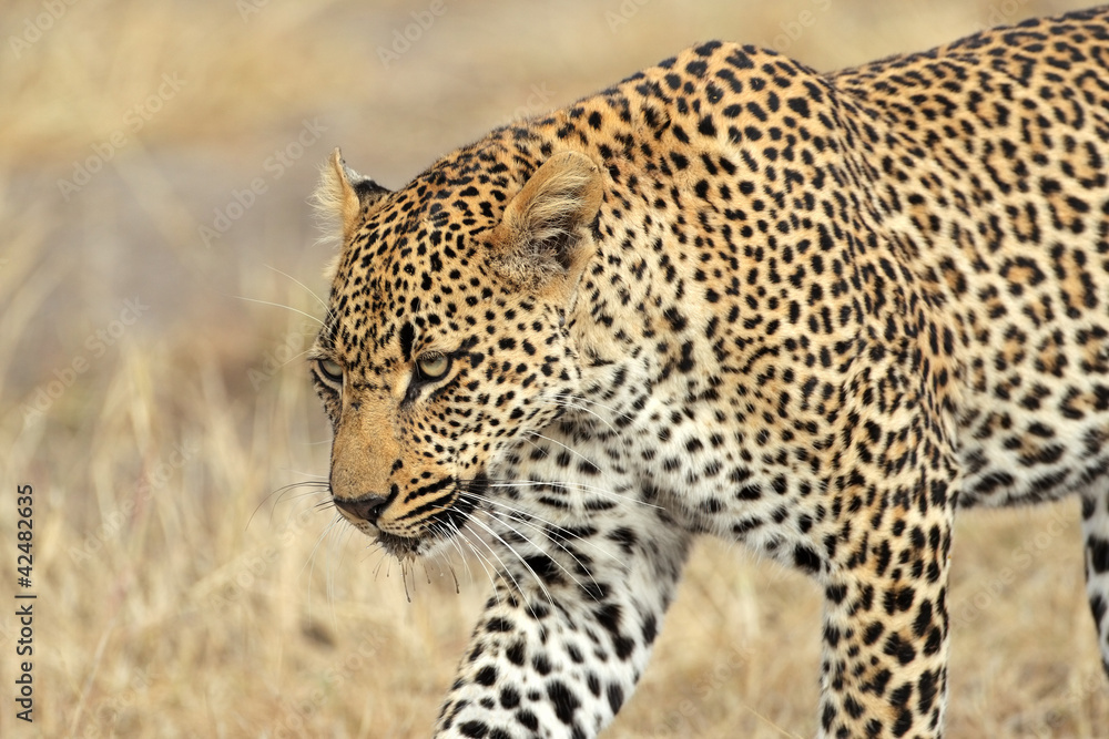 Stalking leopard Stalking leopard