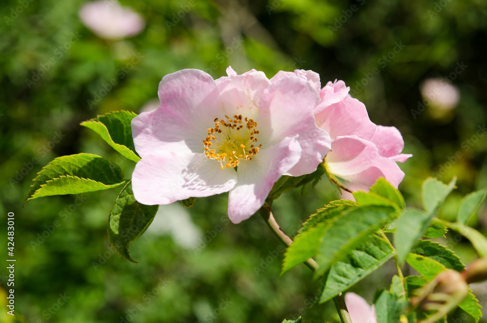 Hundsrose Hundsrose