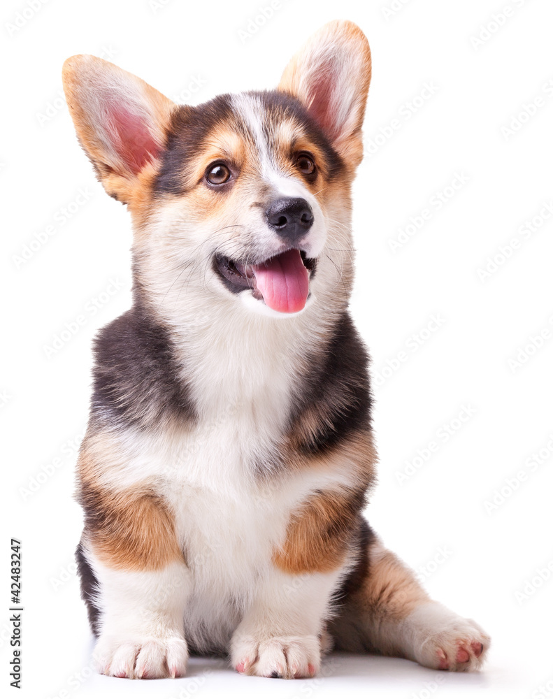 dog breed Welsh Corgi, Pembroke