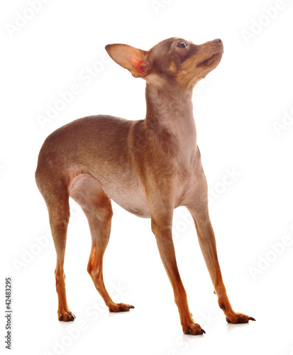 The Italian Greyhound in the game