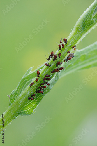 plant-louse