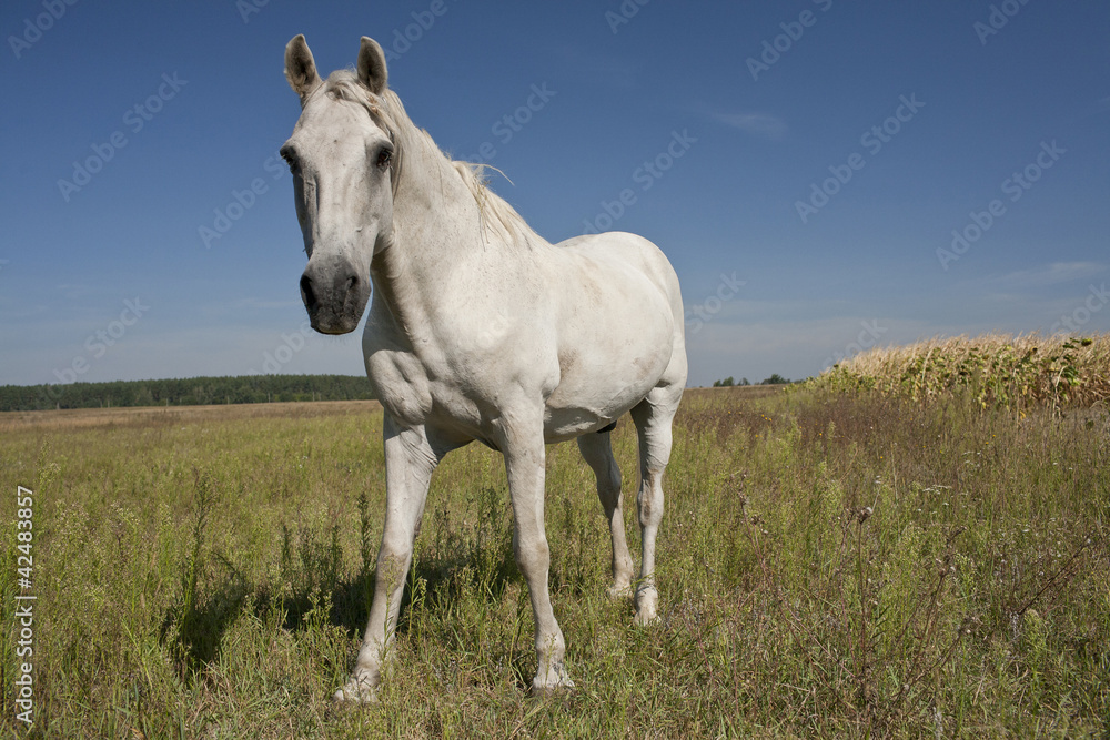 Obraz premium Horse outdoor