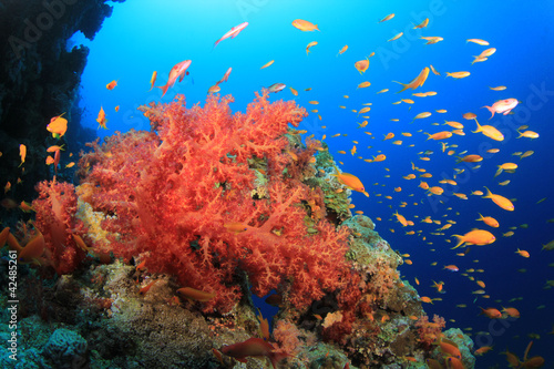 Red Soft Corals and Tropical Fish on an ocean reef
