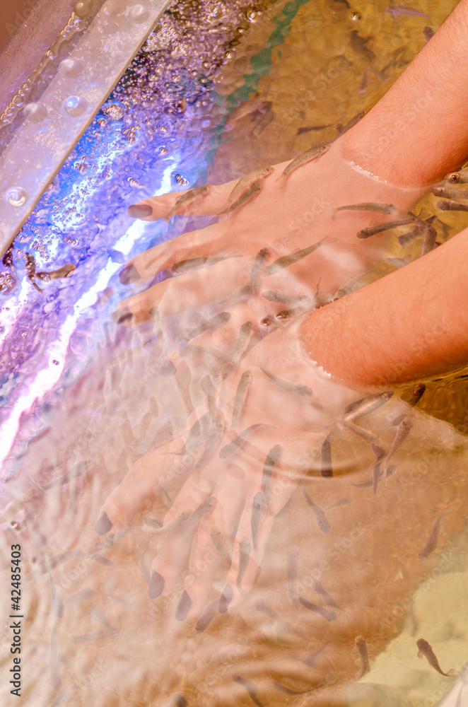 Fototapeta premium Fish therapy