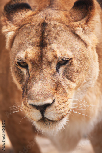 Fototapeta Naklejka Na Ścianę i Meble -  Closeup  portrait of lioness. Outdoors