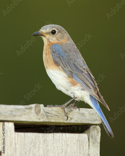 Female Eastern Bluebird (Sialia sialis) Perched on Nest Box - Ontario, Canada photo