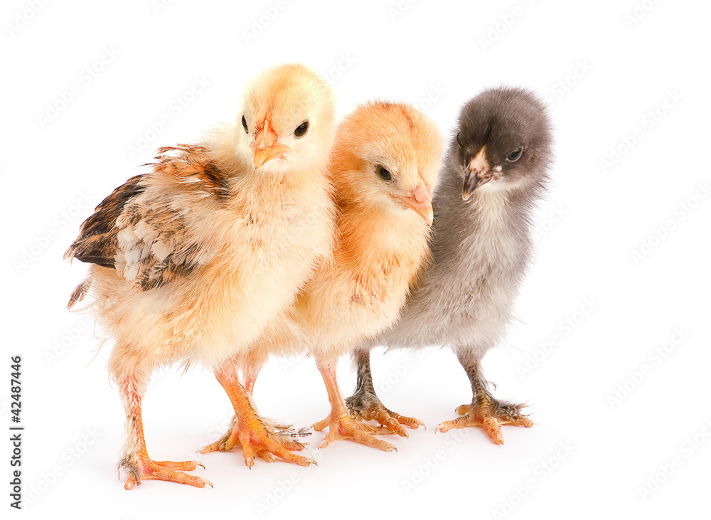 Three baby chicken