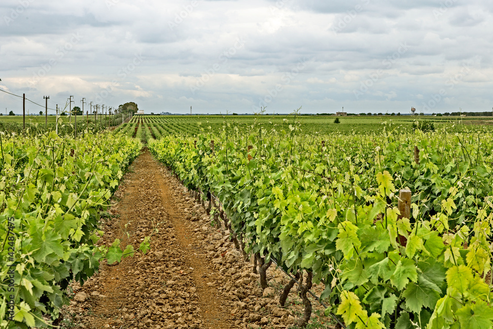 vineyard with cloudy sky