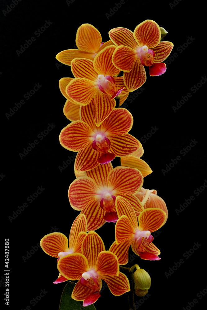 stem of orchids