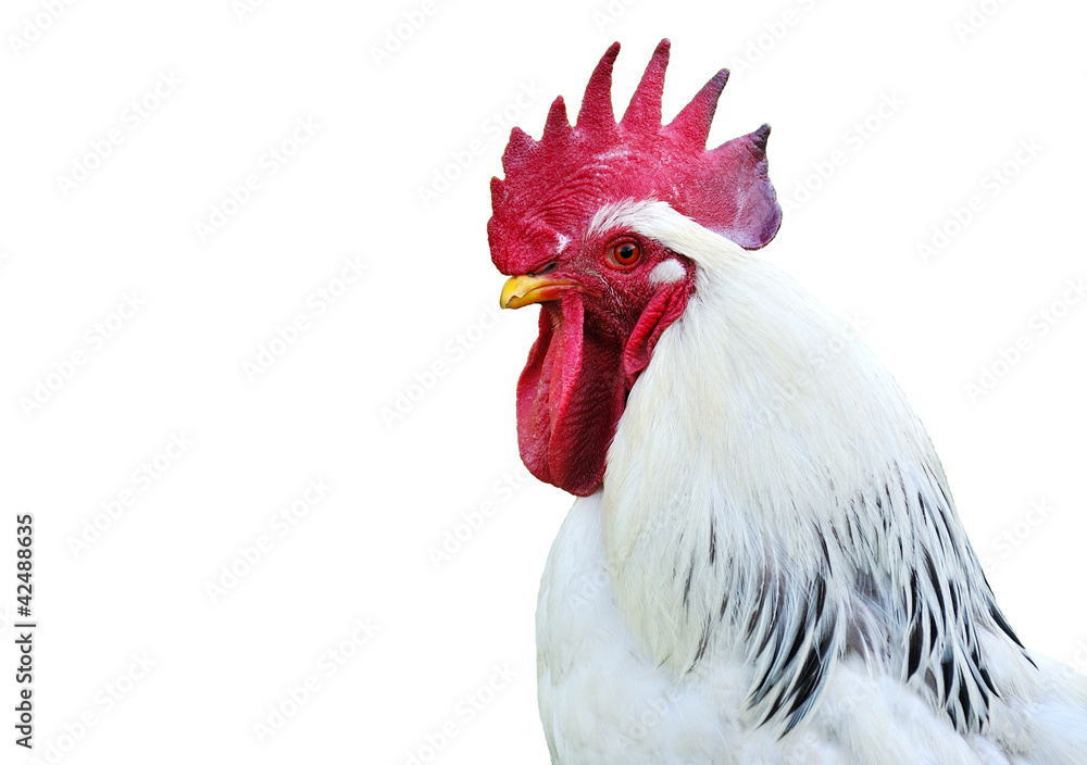 Head of a White rooster