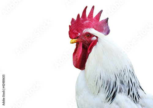 Head of a White rooster