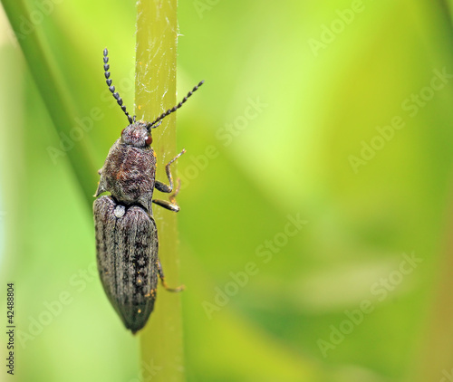 big bug on green background