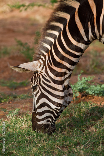 Zebra 3