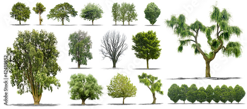 Bild auf Leinwand Collection d'arbres isolés sur fond blanc
