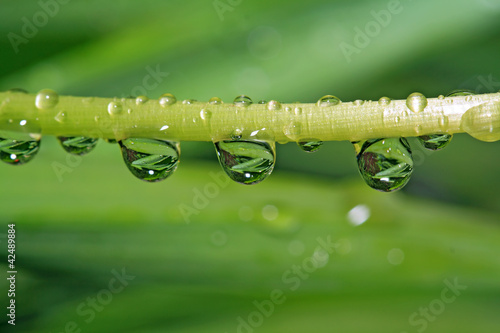 rain dripped on green herb