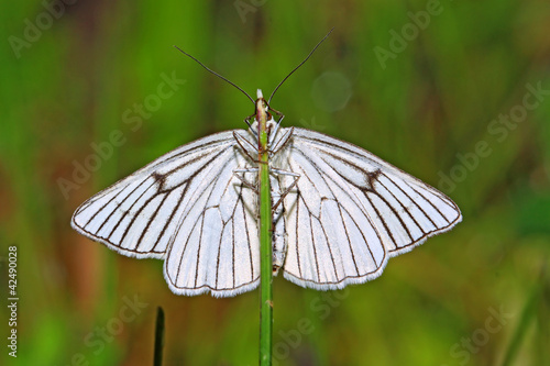 blanching butterfly on green background