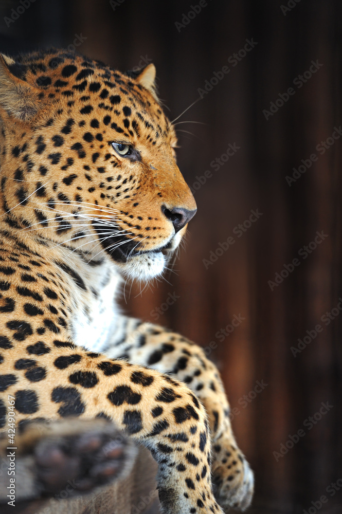 Leopard portrait Leopard portrait