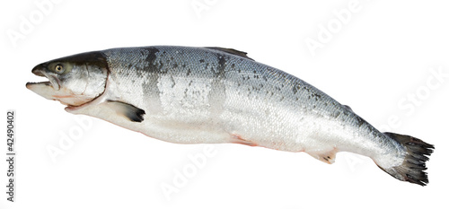 Atlantic Salmon Salmo