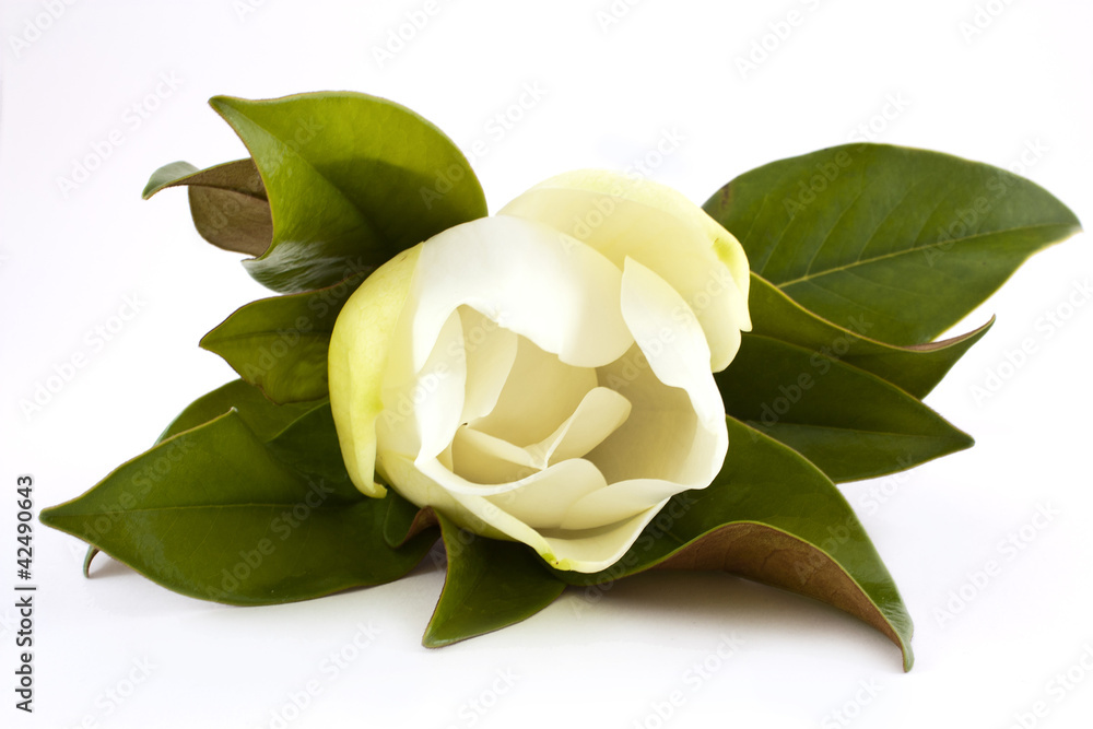 Naklejka premium white magnolia