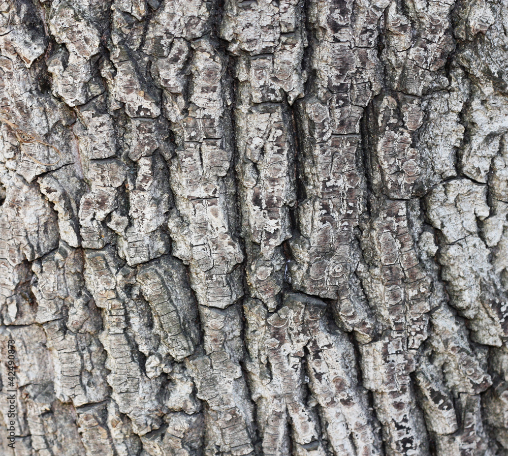 Old tree bark texture Old tree bark texture
