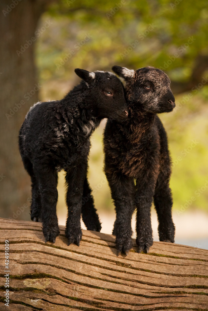 Love Is. Two young lambs beside Derwentwater, Cumbria in the English Lake District. Love Is. Two young lambs beside Derwentwater, Cumbria in the English Lake District.