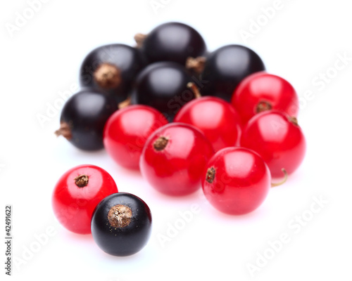 Red and black currant