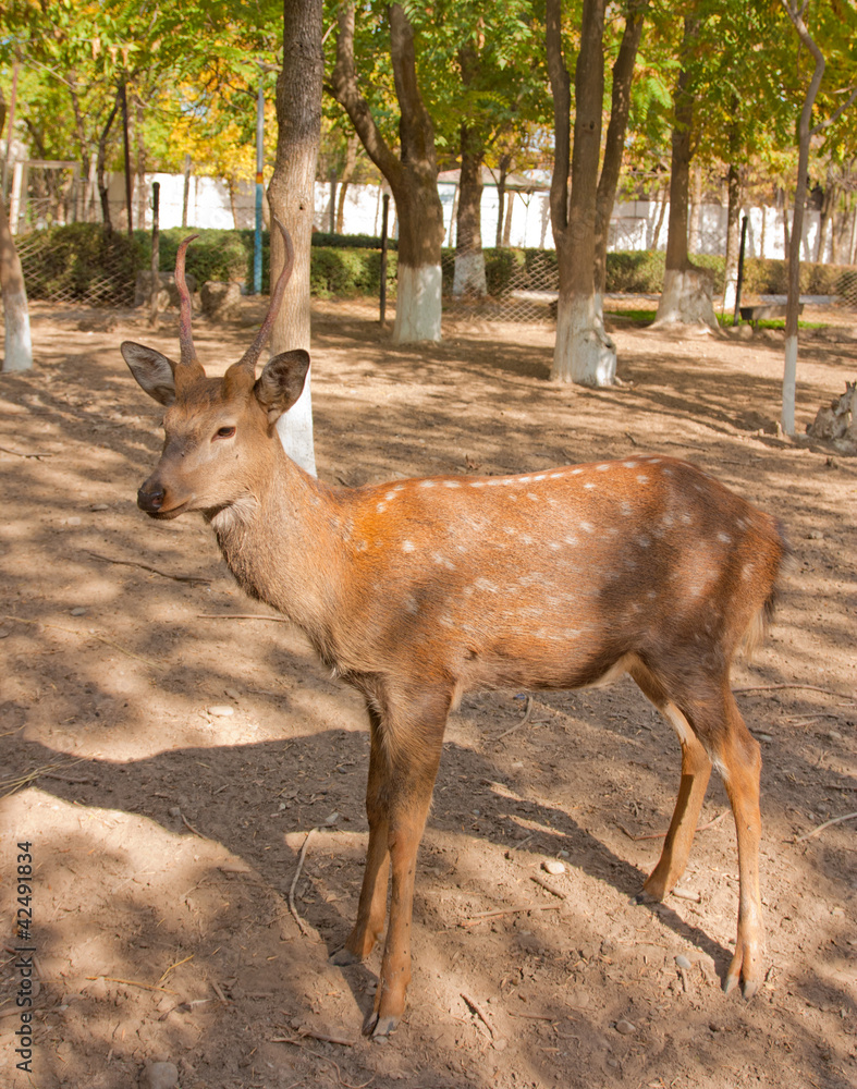 antelope antelope