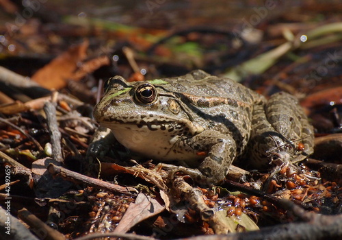 Marsh Frog, Pelophylax ridibundus