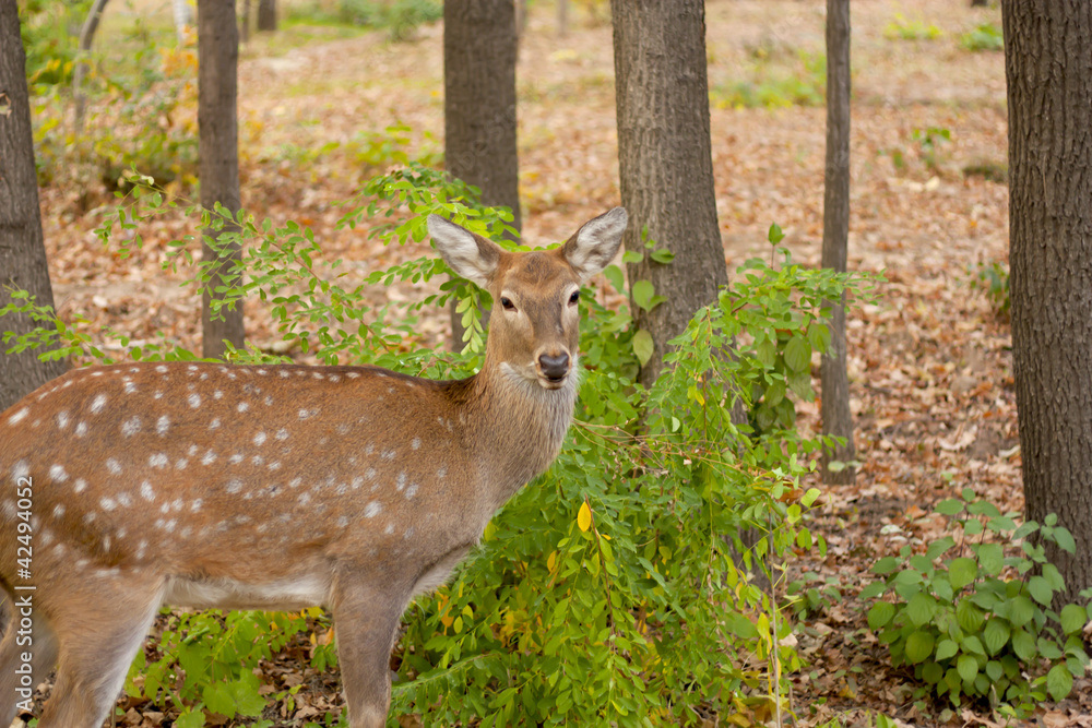 child of the red deer in wood . Bandhavgarh. India. child of the red deer in wood . Bandhavgarh. India.