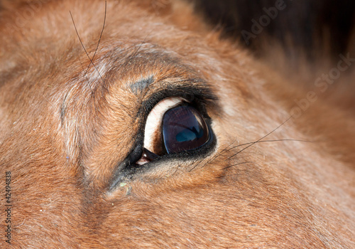 Fotografia Closeup of a horse's eye