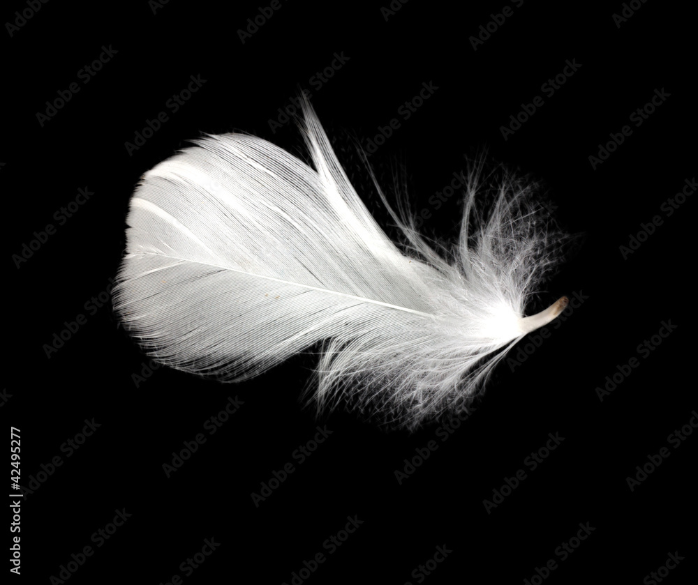 feather on the black background feather on the black background