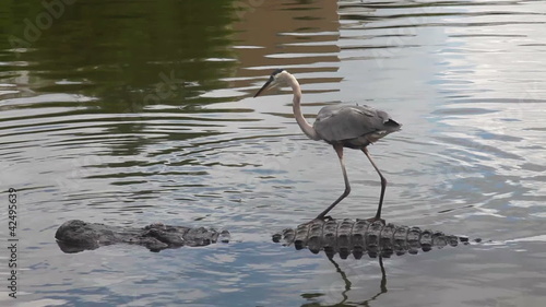 Alligator and Crane, florida swamp