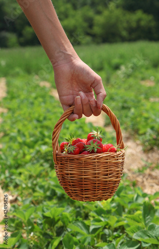 Young woman's hand with strawberries in basket