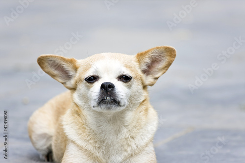 Cute puppy with big ears