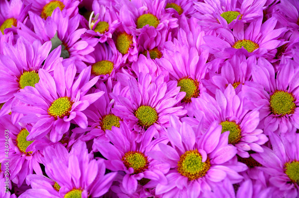 Several gerberas background Several gerberas background